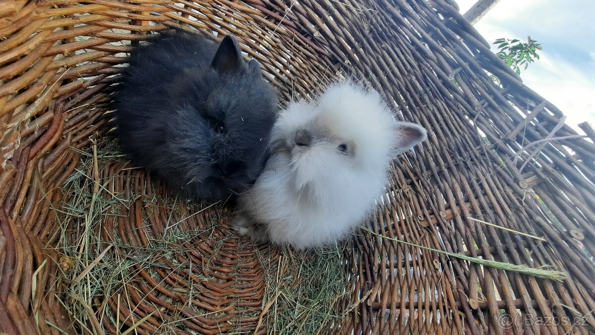 Teddy králíček - 2