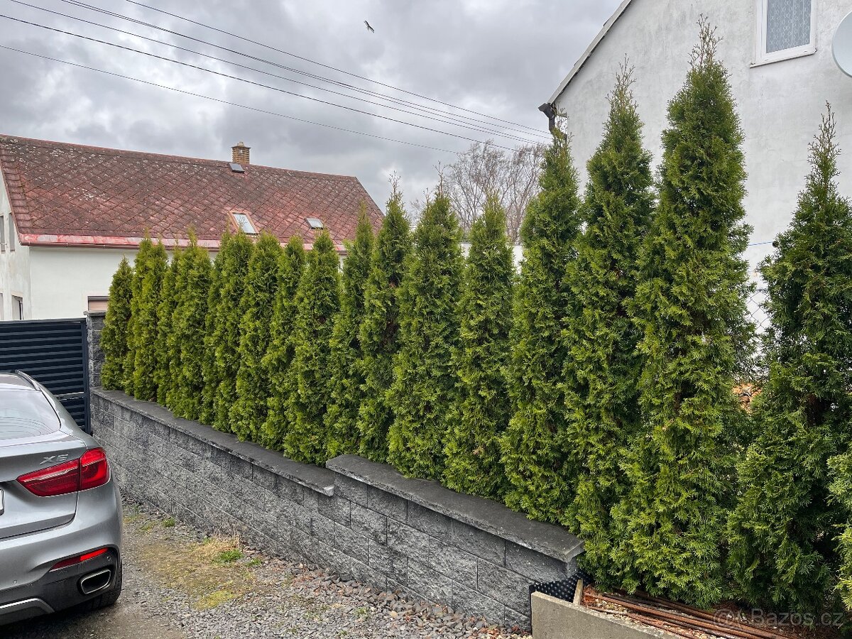 Prodám krásné thuje smaragd - 2