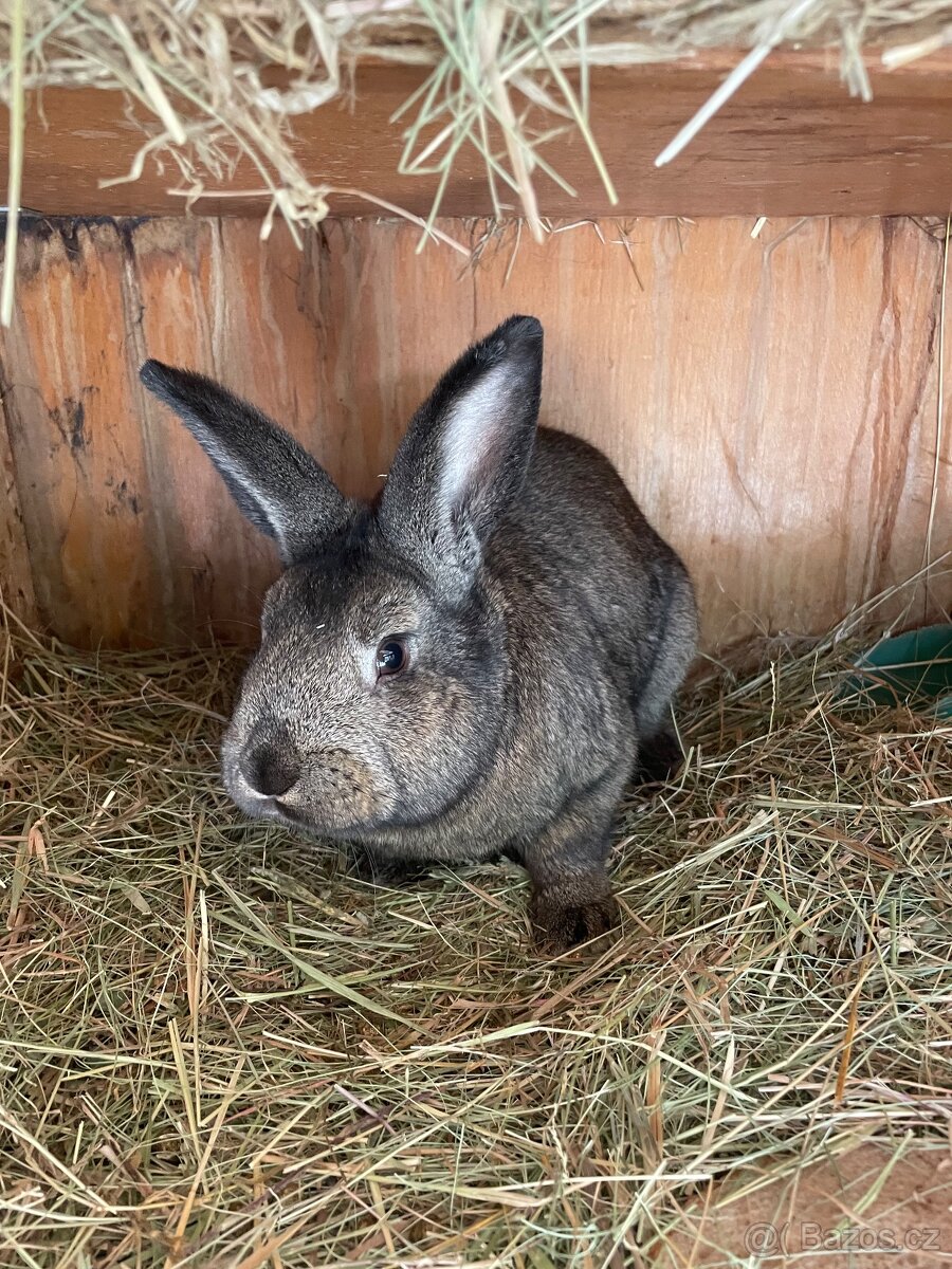 Králíci - 2