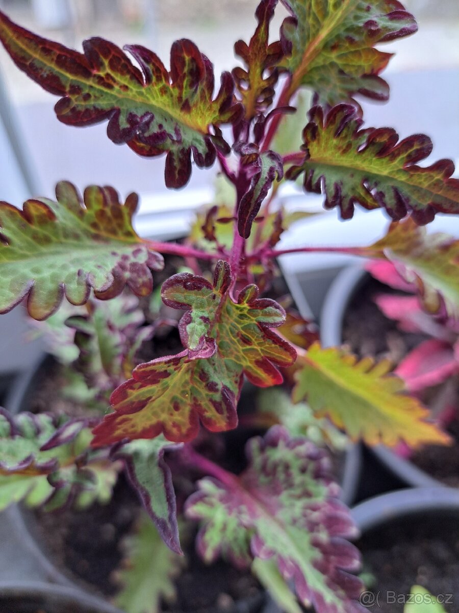Okrasné kopřivy, coleusy - 2