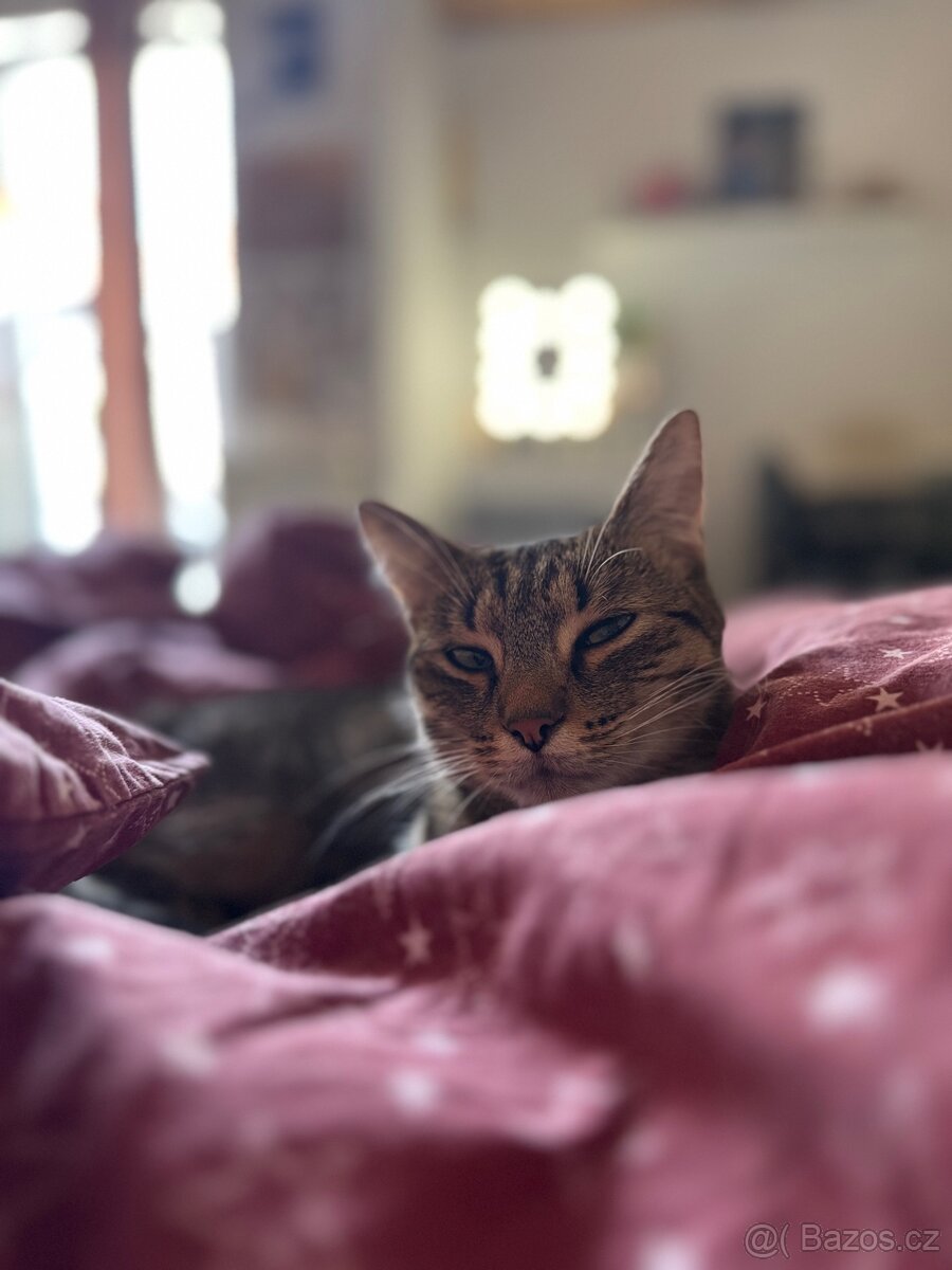 Daruji kocourka🐱 - 2