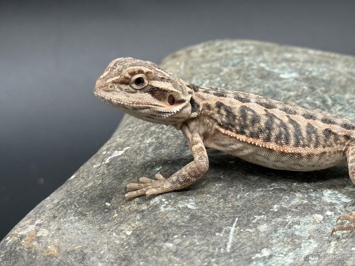 Agama vousatá (Pogona vitticeps) - 2