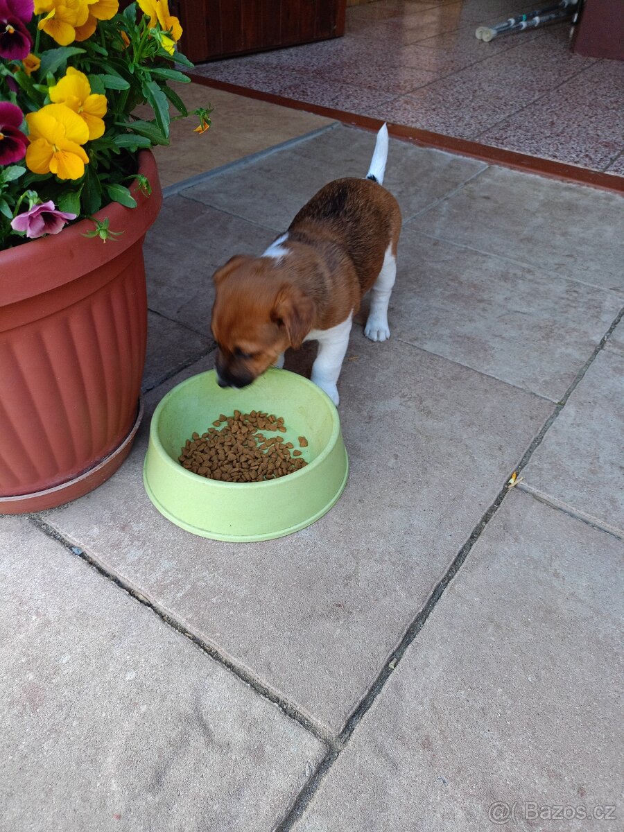 Jack Russel terier - 2