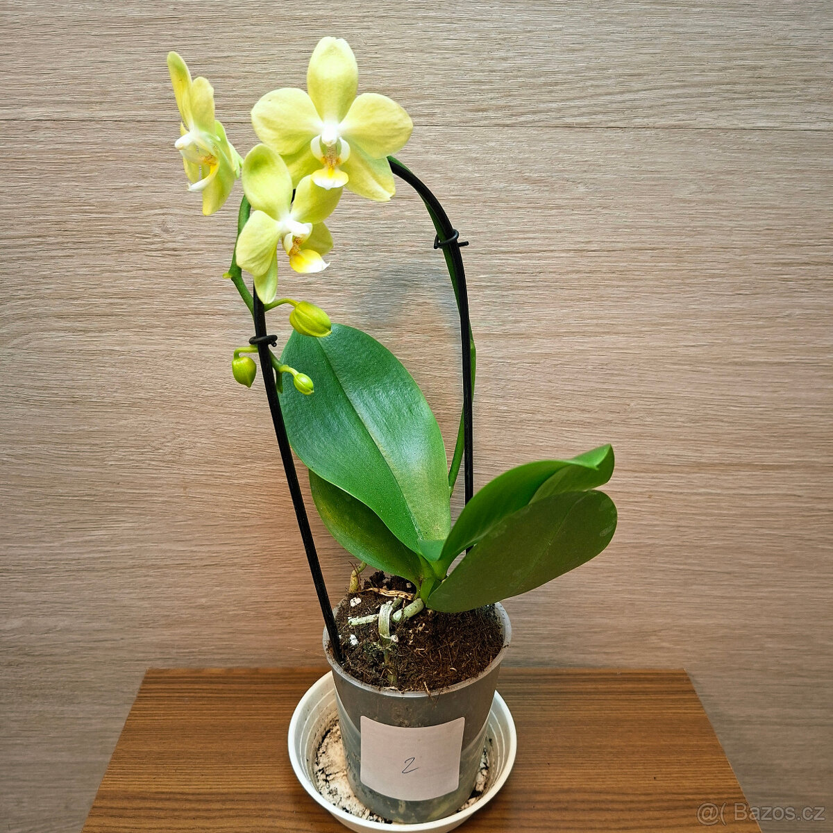 Phalaenopsis Mini světle zelená - 2