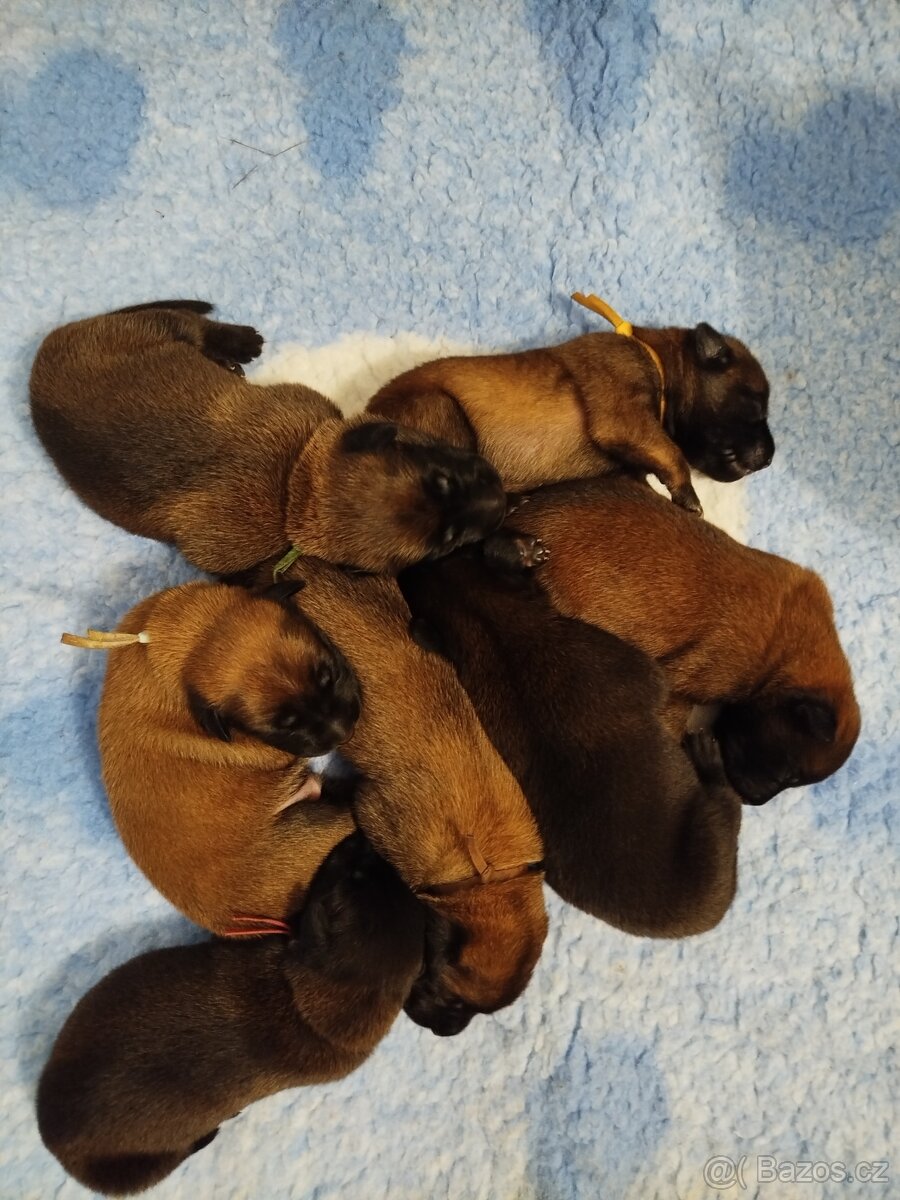 Belgický ovčák malinois - 2
