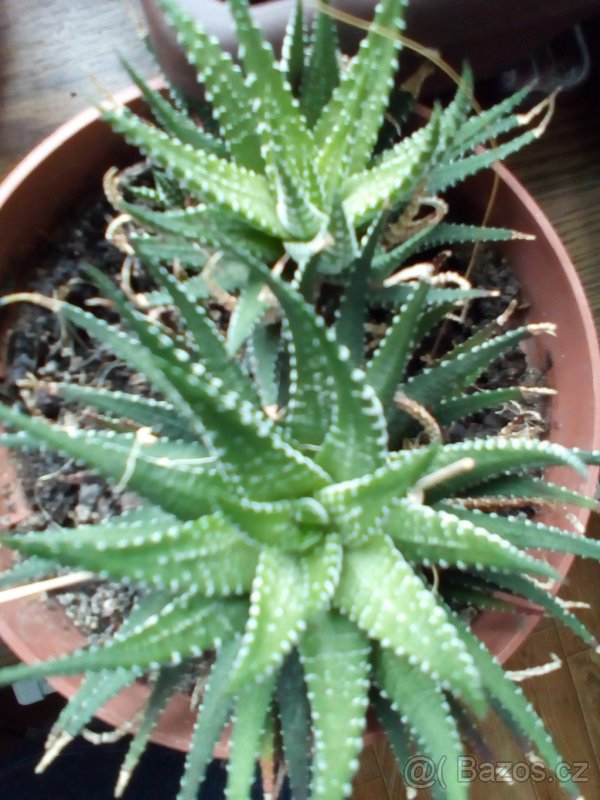 Haworcie,aloe,pryšec - 2