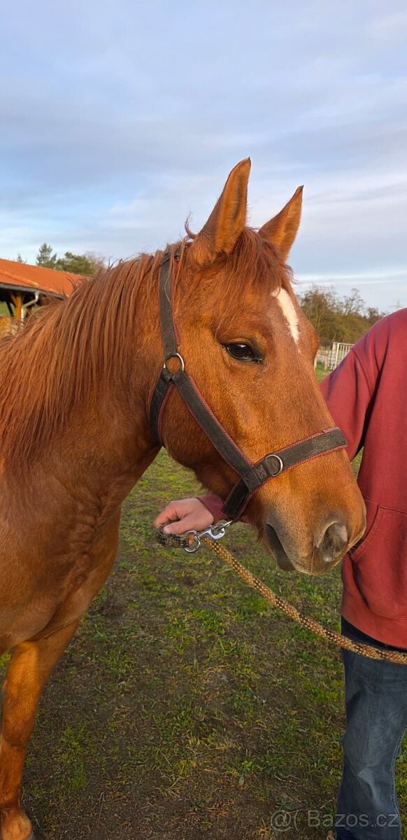 Prodám PONY koně - 2