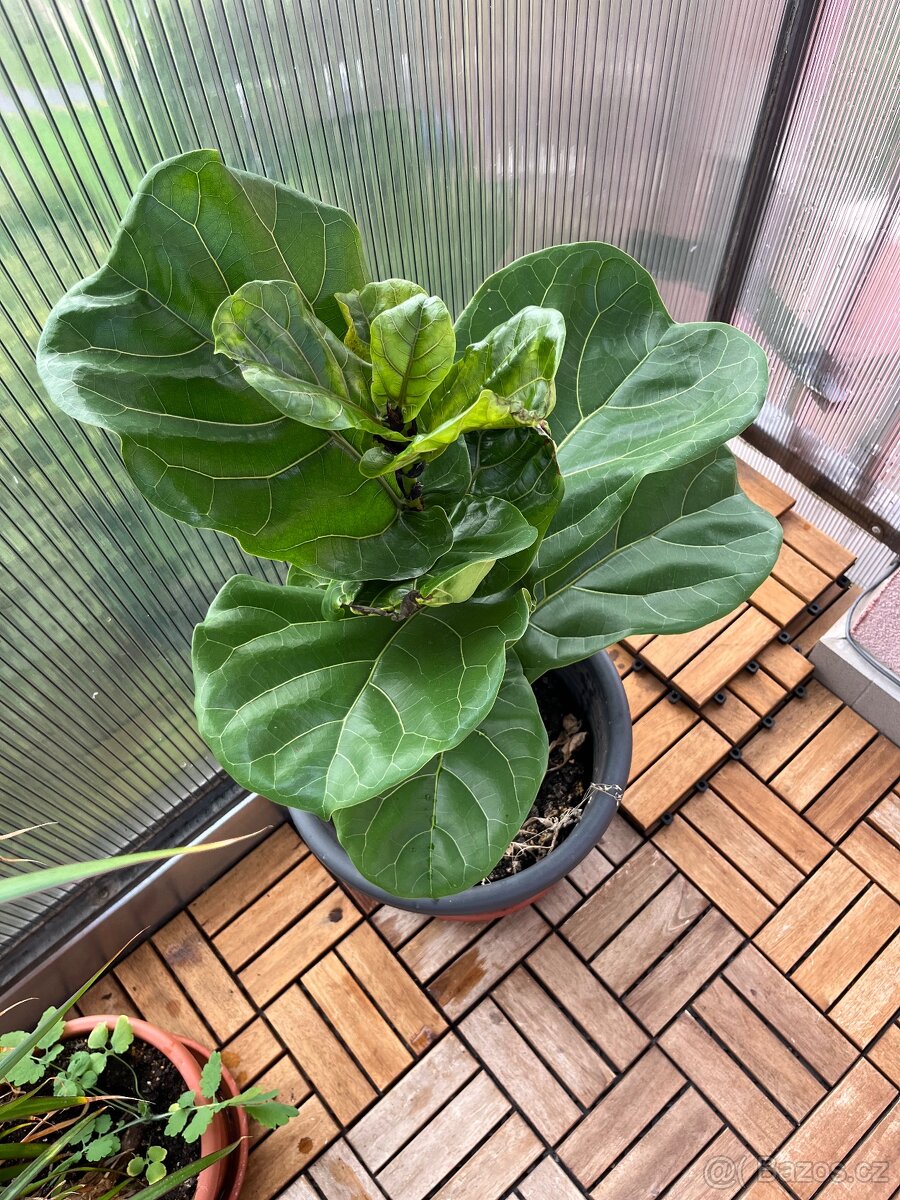 Ficus Elastica, Ficus Lyrata a další pokojové rostliny - 2