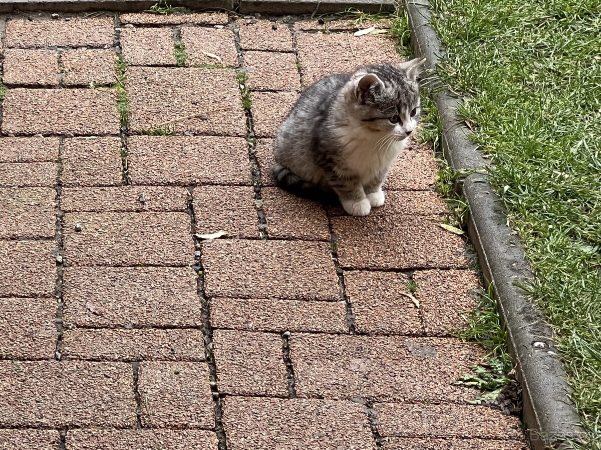 DARUJI KOŤÁTKA - 2