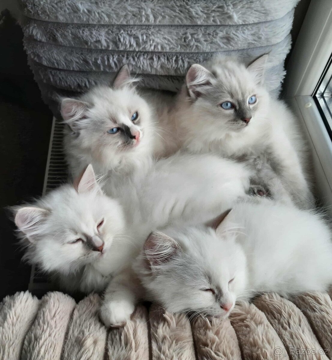 Prodám koťata Ragdoll bez PP - 2