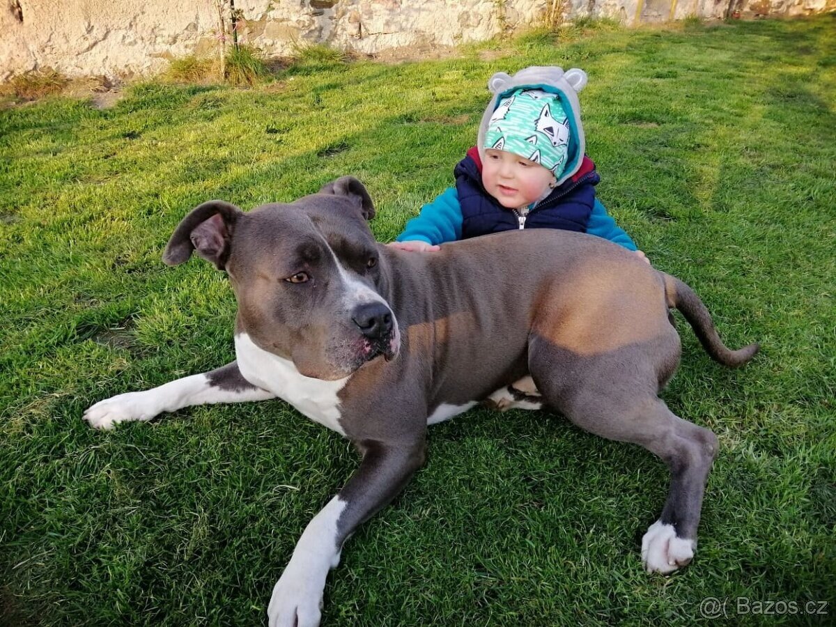 Krytí Americký stafordšírský teriér AST, Amstaf - 2