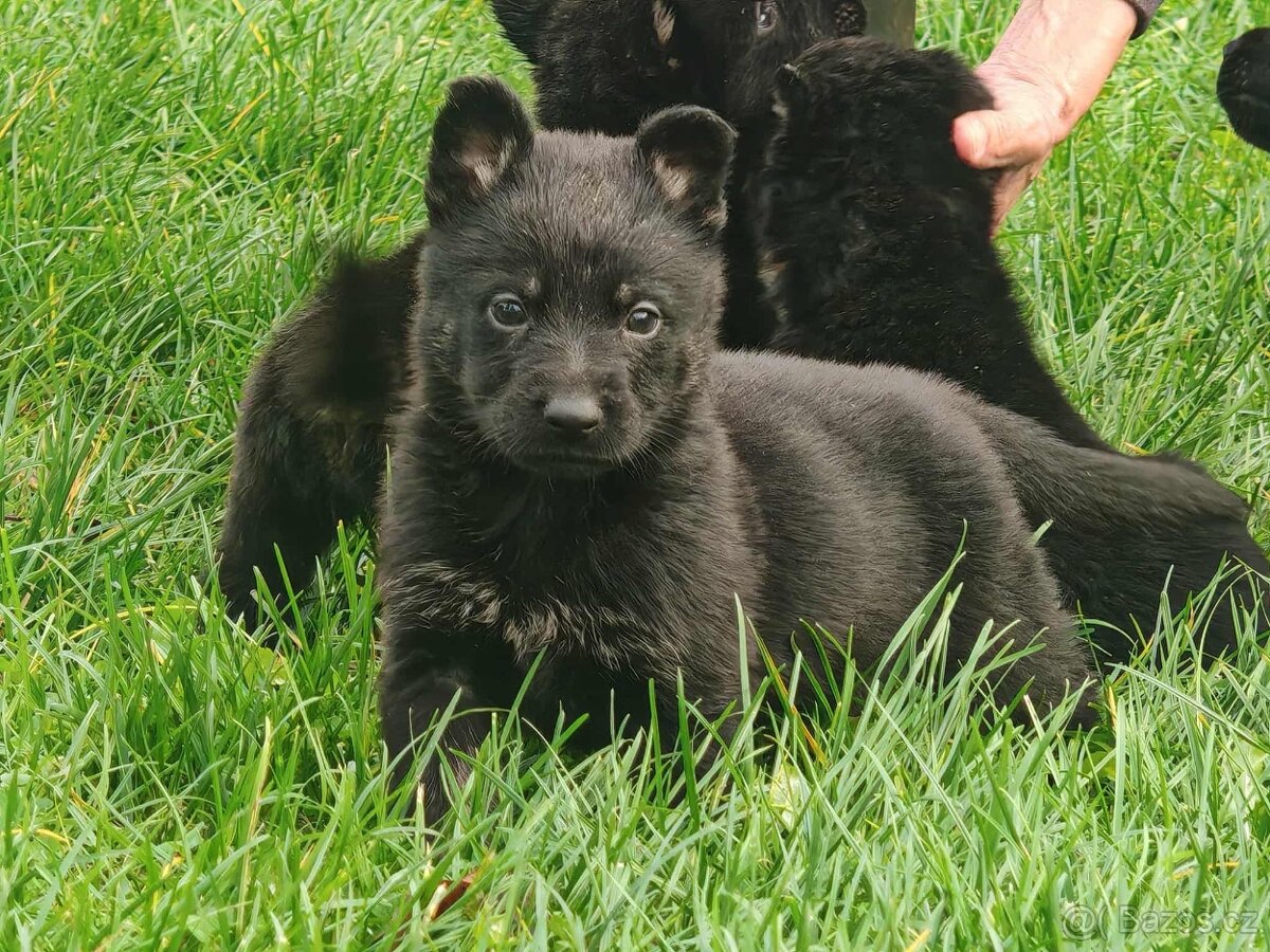 Německý ovčák - štěňata s PP - 2