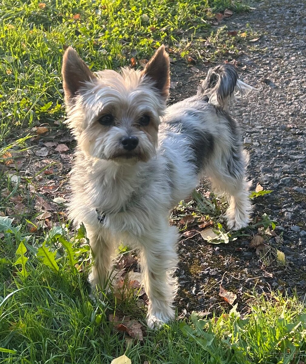 Jorksirsky teriér biewer - 2