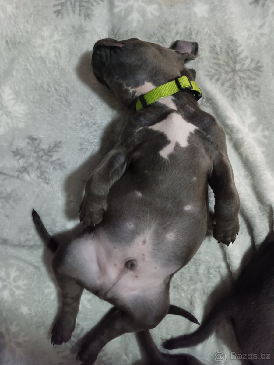Štěňátko Americký stafordšírský teriér - 2