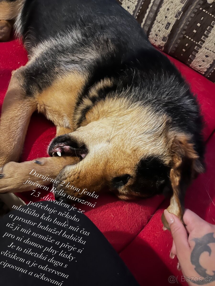 Tibetská doga s vlčákem - 2