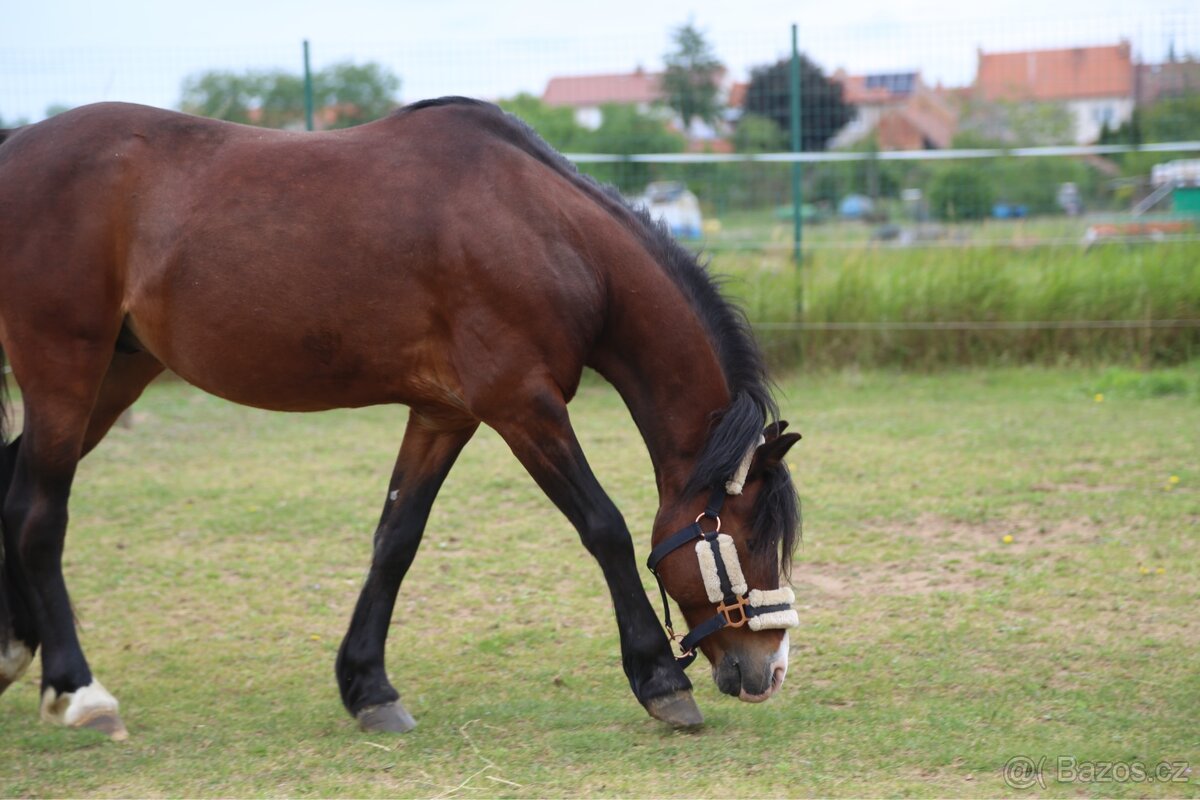 Pony valach Valentýn 2015 - 2