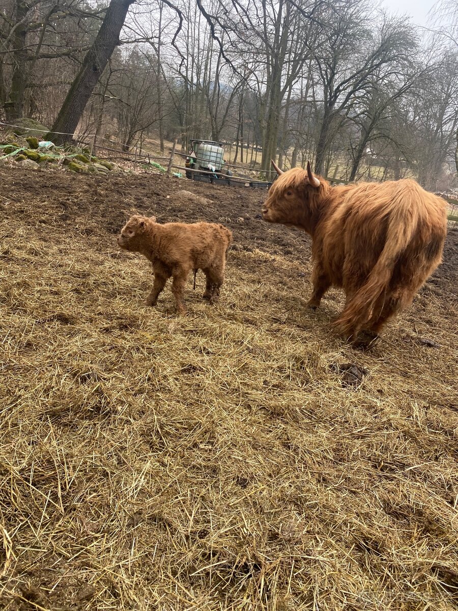 Highland jalovice - 2