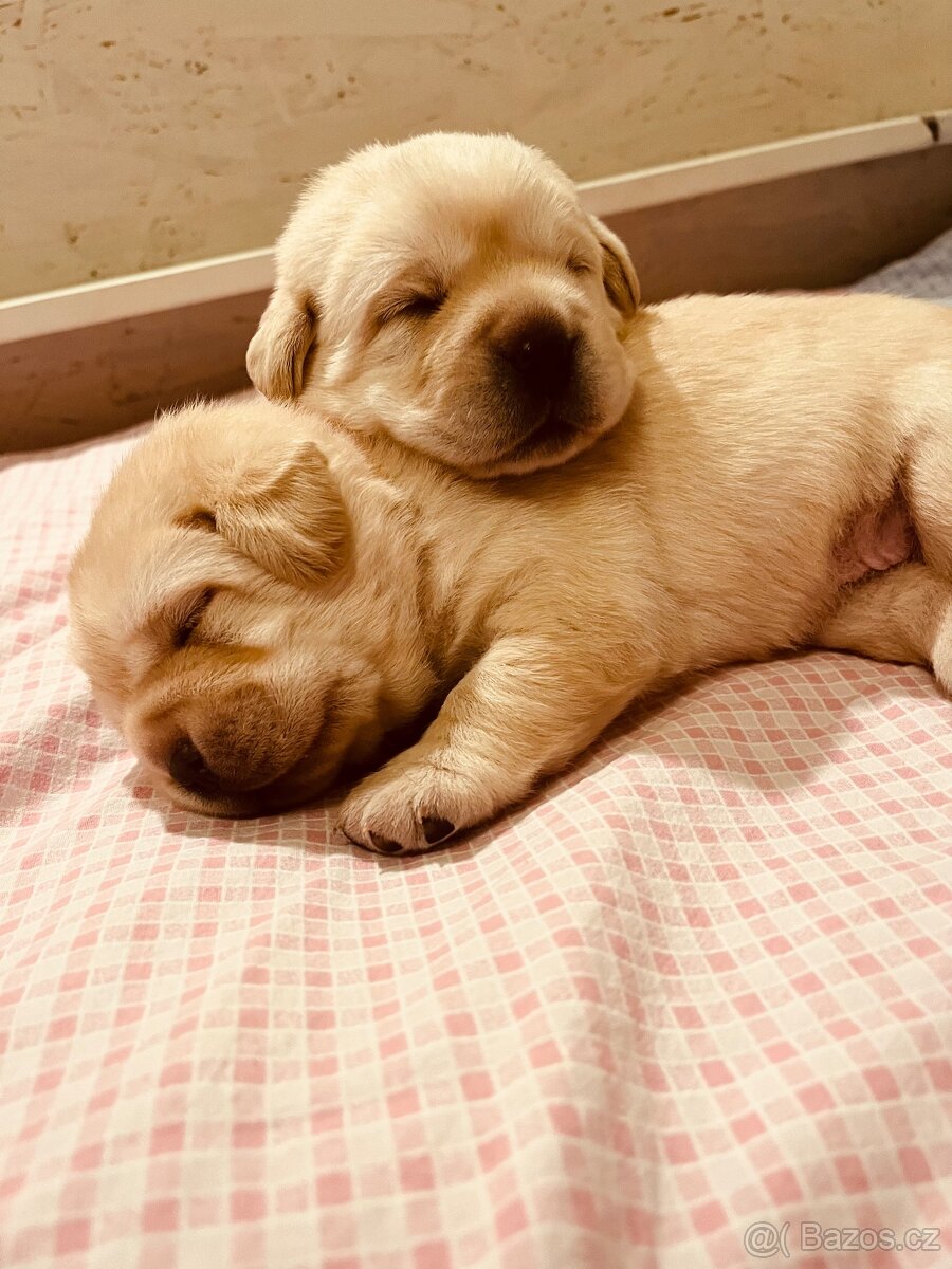 Labrador štěňátka s PP - 2