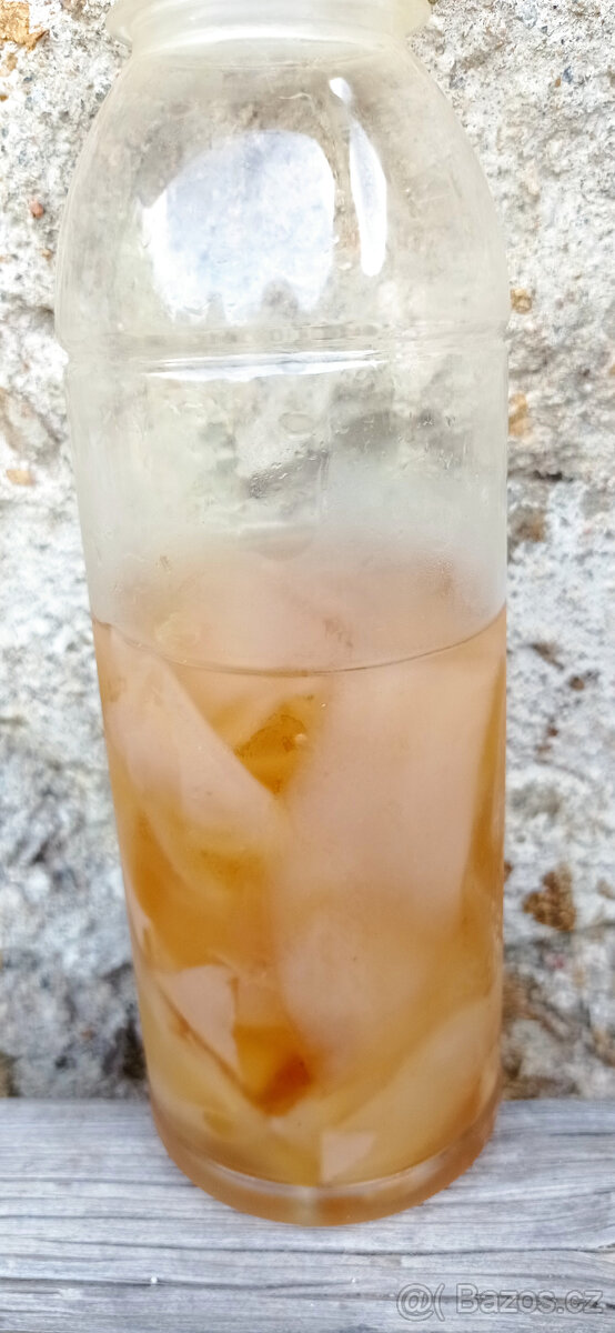 Čajová houba KOMBUCHA vč. matečného nálevu - 2