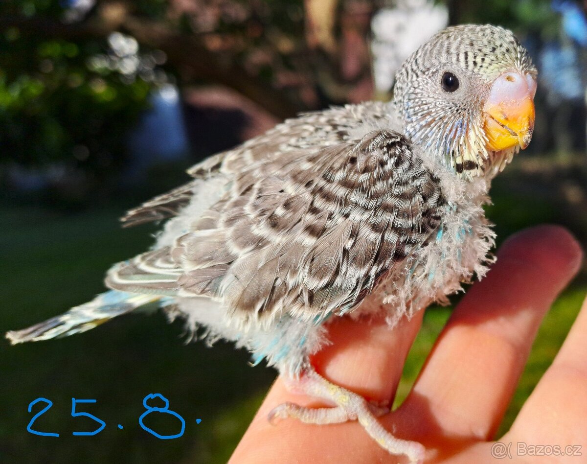 Andulka - mladý modrý kluk - 2