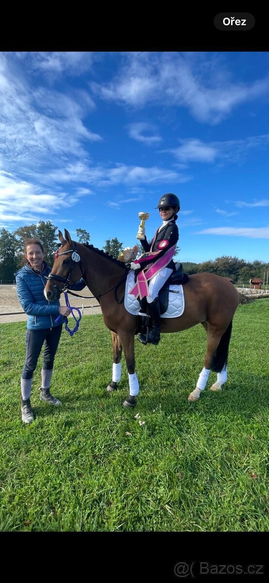 Zkušená drezurní pony klisna - 2