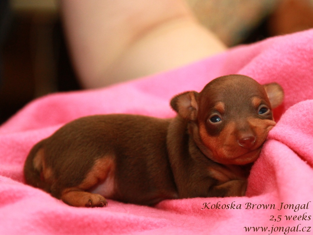 PRAŽSKÝ KRYSAŘÍK FENKA S PP FCI - 2