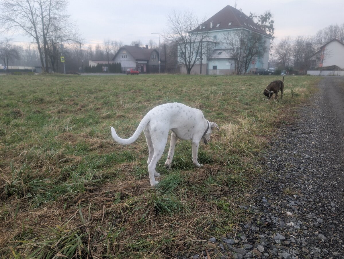 7mesicni štěně boxera a dogy - 2