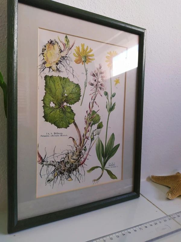 Obrázek herbář I. - 2