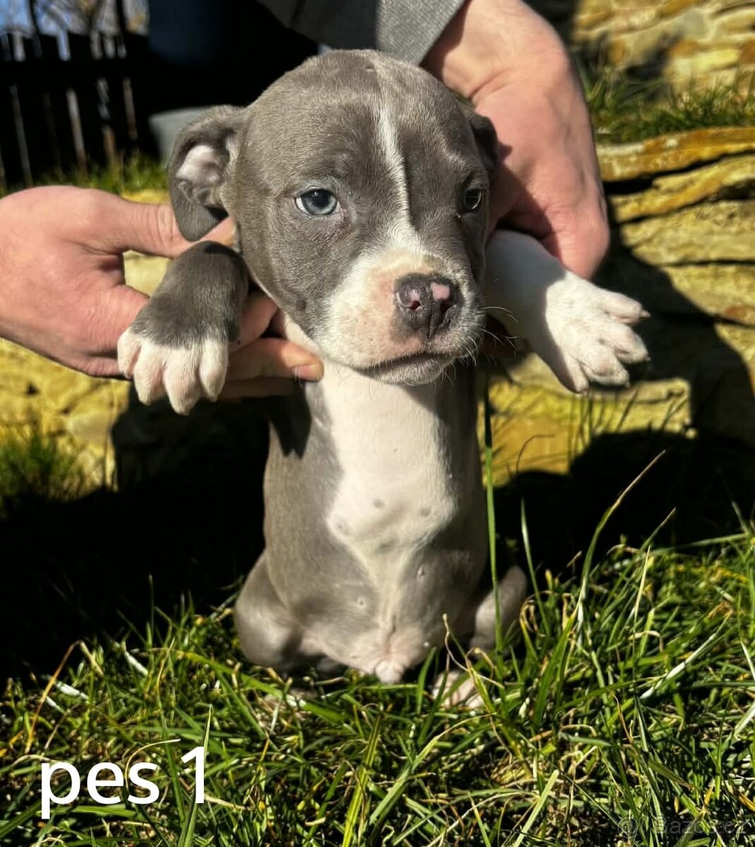 Americký stafordšírský teriér - 2