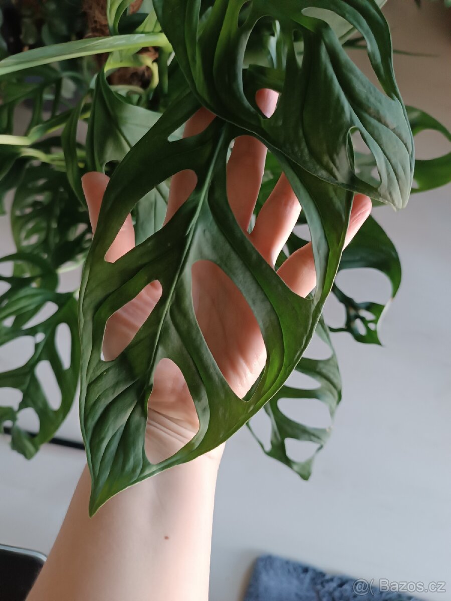Monstera Xanthospatha - Holy Moly - 2