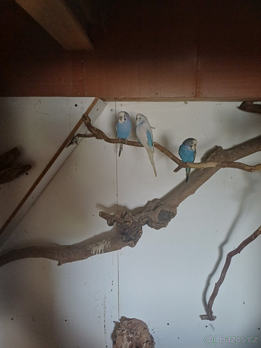 Andulka vlnkovaná - 2