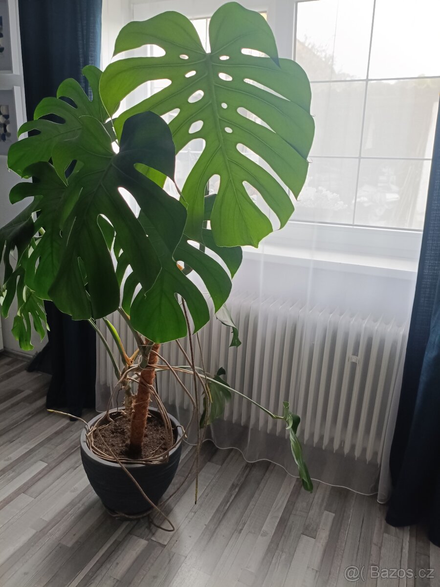 Monstera - 2