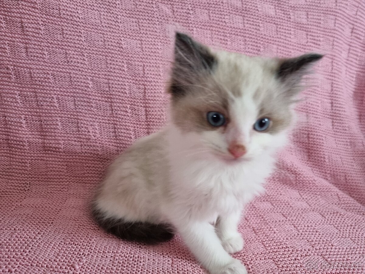 Ragdoll koťátko - 2