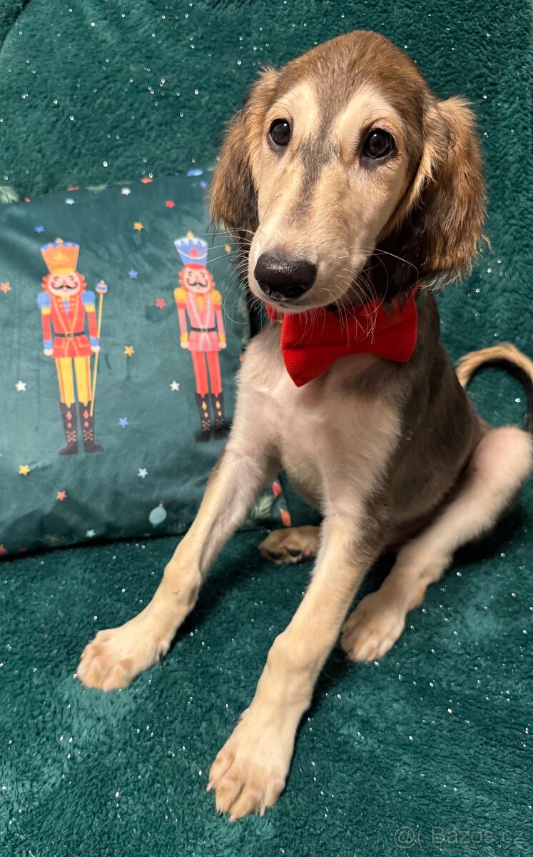 Poslední volná štěňátka plemene Saluki - 2