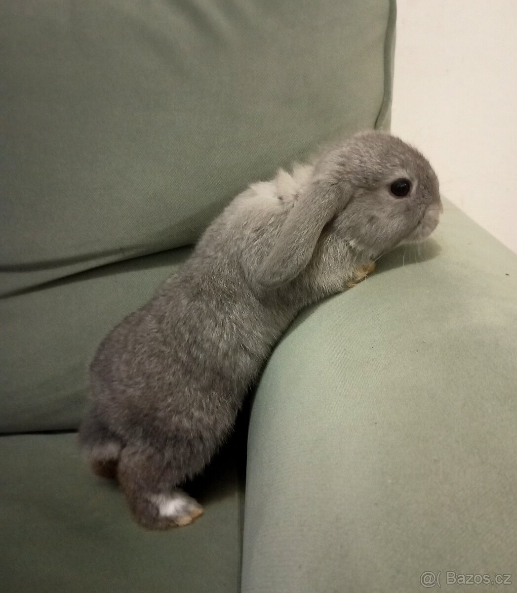 Zakrslý beránek králíček + očkování - 2