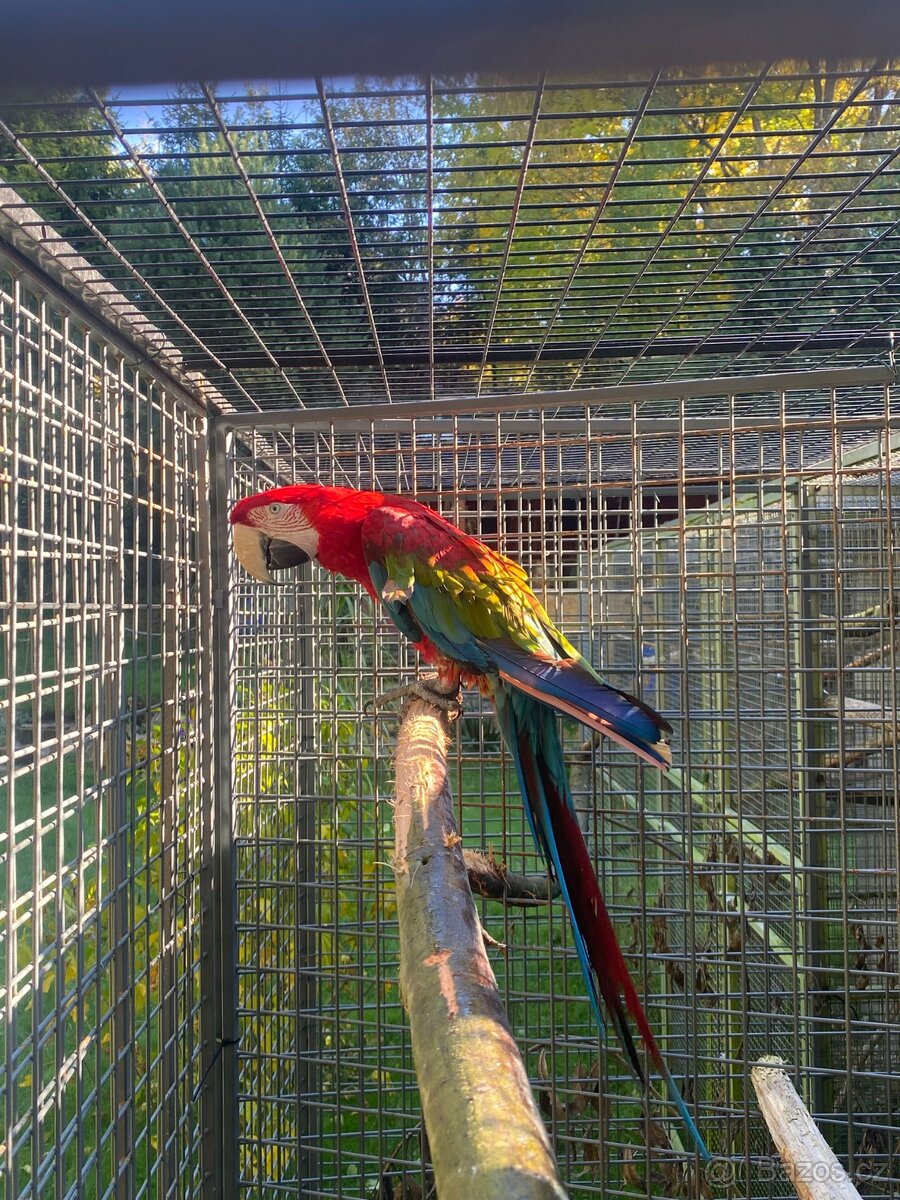 Páru ar zelenokridlych - 2