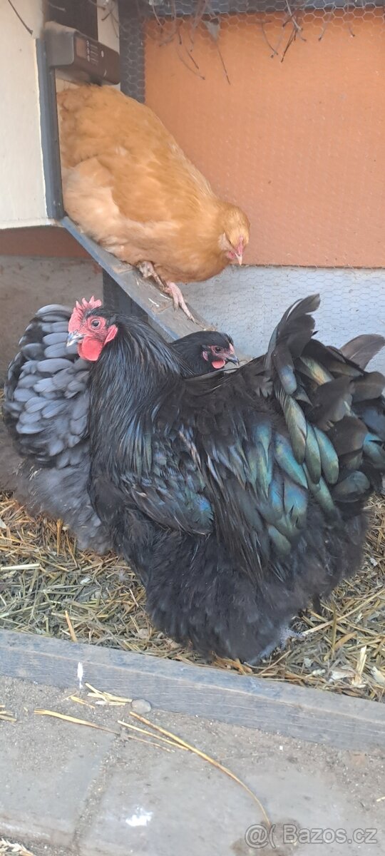 Orpington kohout - 2