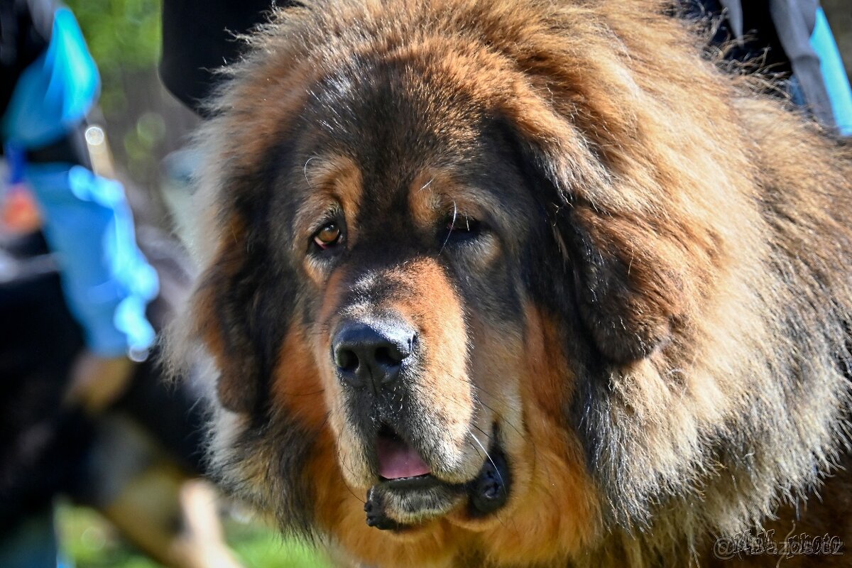 Tibetská doga ke krytí - 2