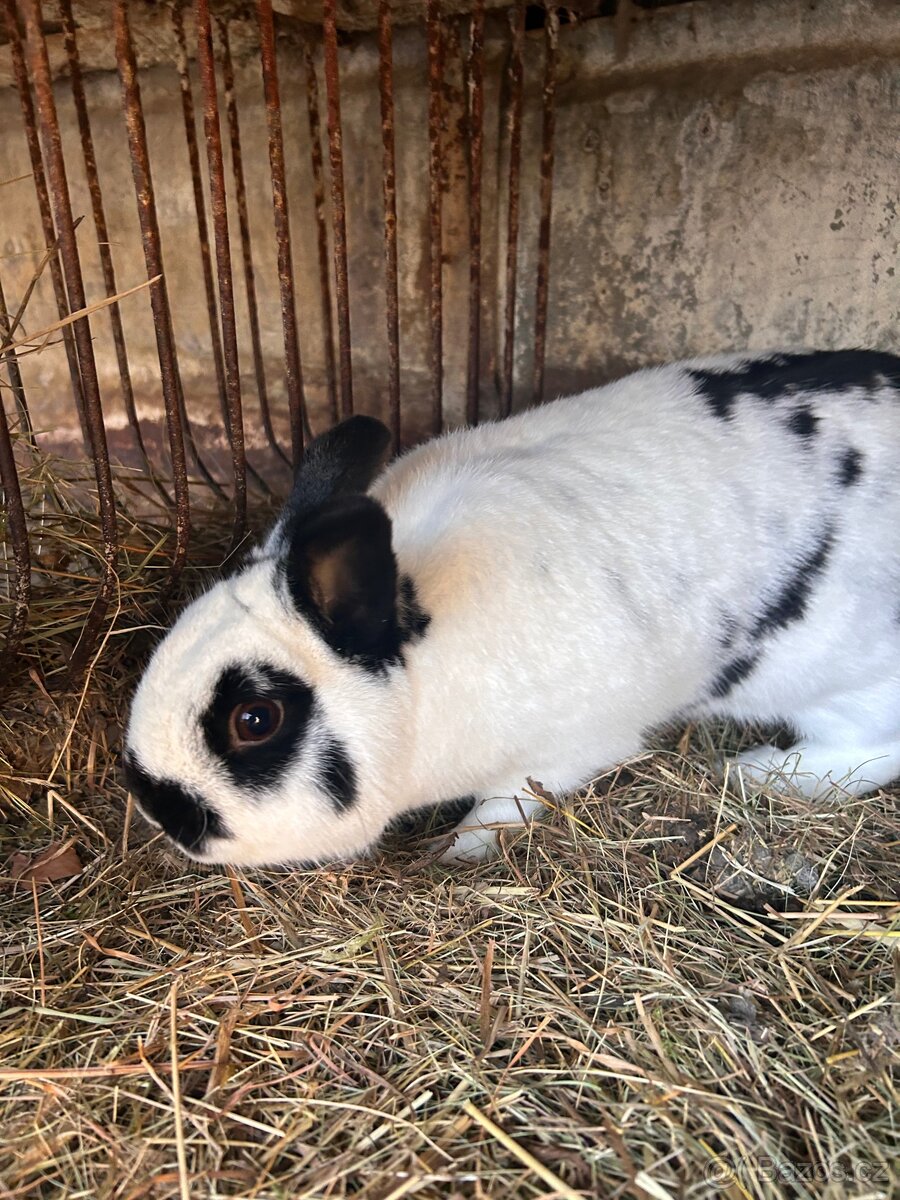 polo zakrslý králík - 2