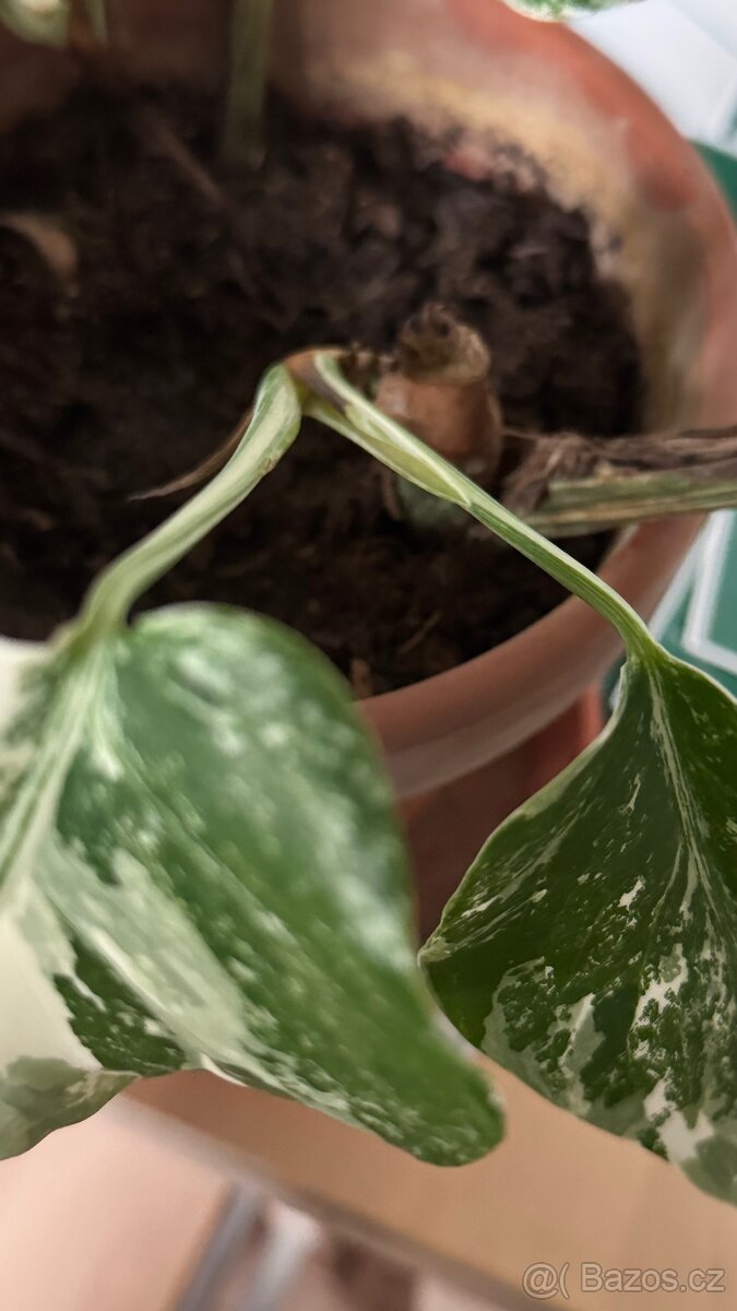 Monstera variegata - 2