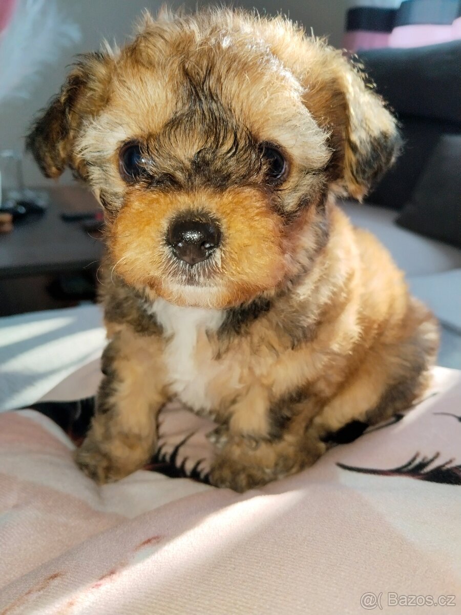 Chorkie = Čivava + Jorkšír fenka - 2