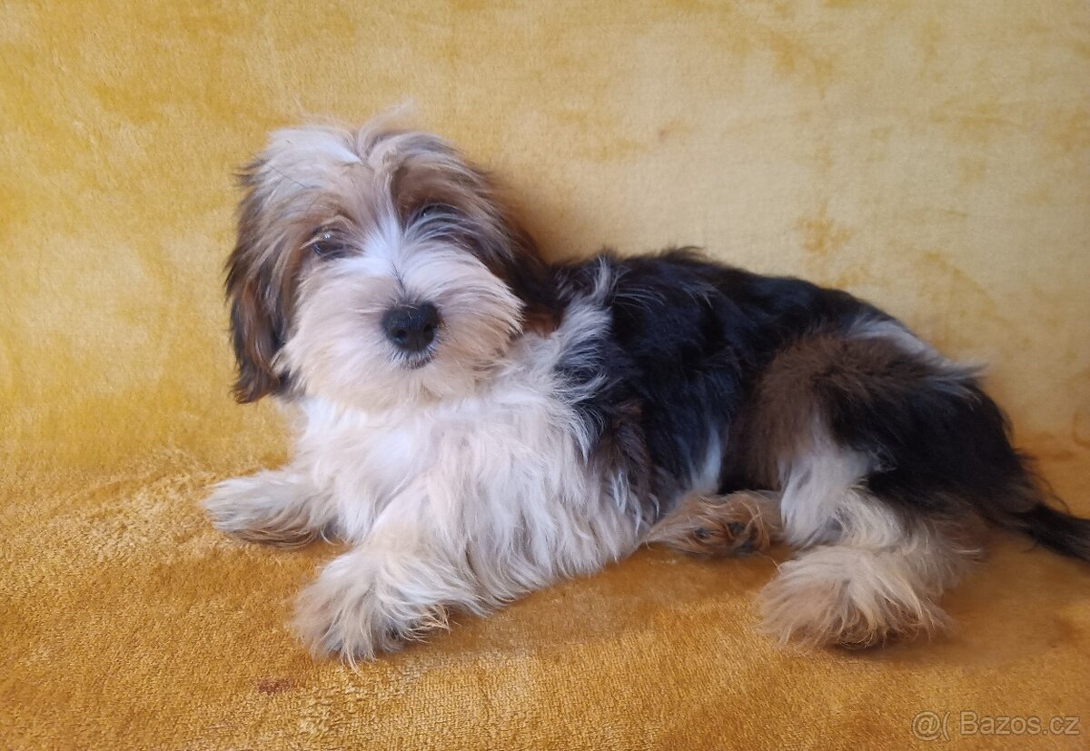 Biewer - pejsci bez pp - 2