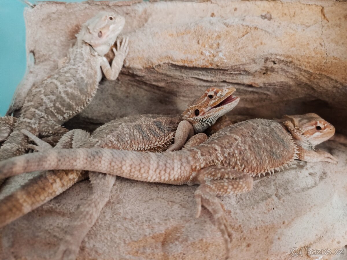 Agama vousatá mláďata - Plzeň - 2