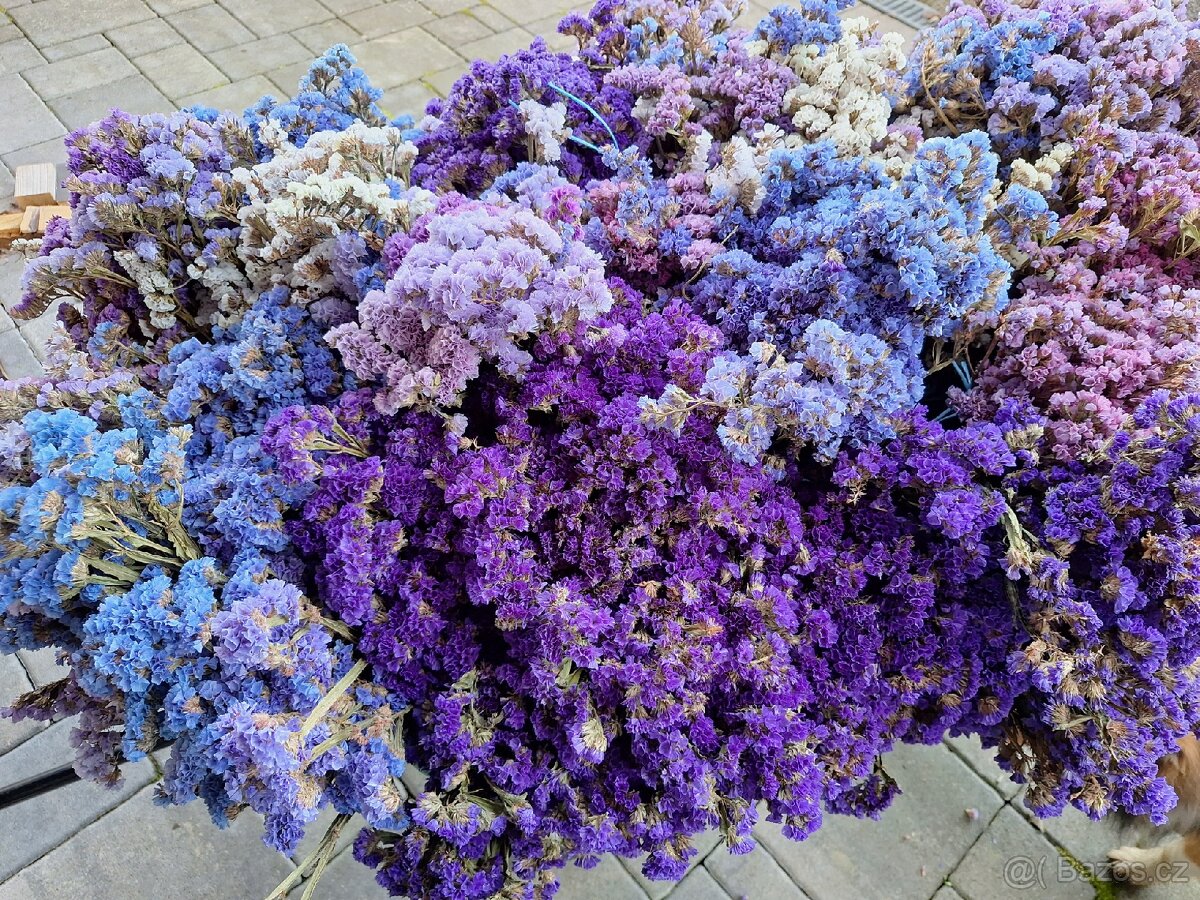 Prodám loňskou statici sinuatu - 2