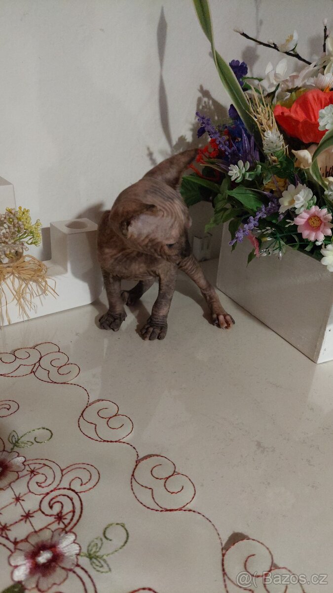 KOČIČKA SPHYNX - 2