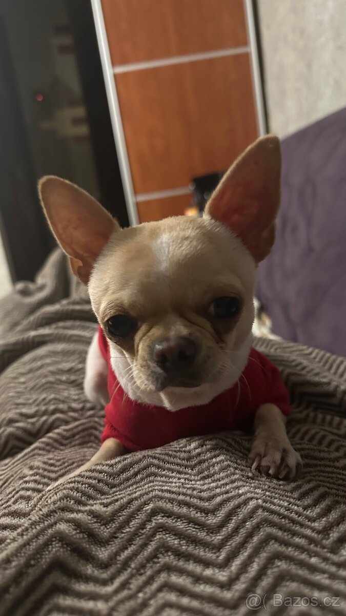 Mini čivava hledá fenku ke krytí. - 2