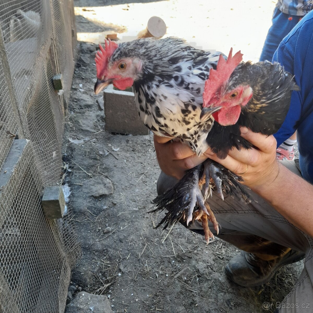 Zakrslý kohouti - 2