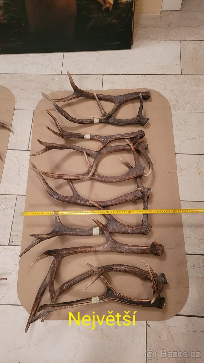 Prodám parohy - 2