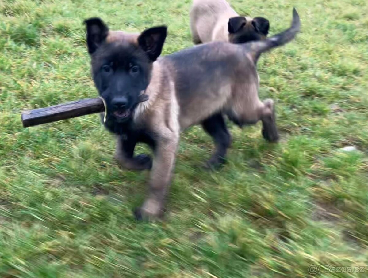 Belgický ovčák Malinois - 2