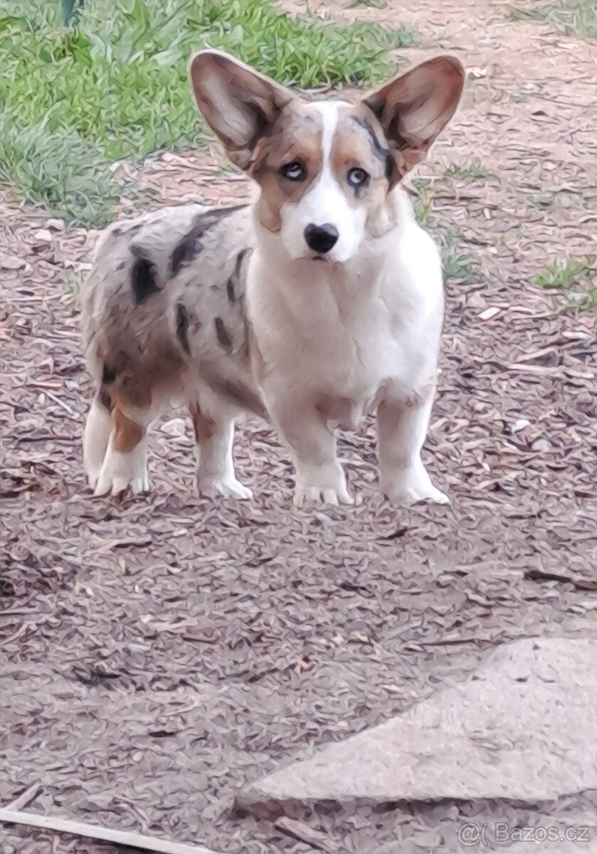 Wels Corgi Cardigan s PP - 2